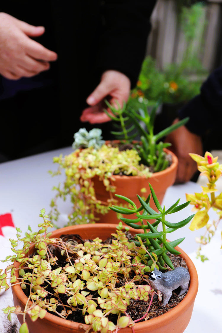 a person's hands are visible next to some potted plants