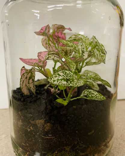 Terrarium with Hypoestes (Polka dot plant)