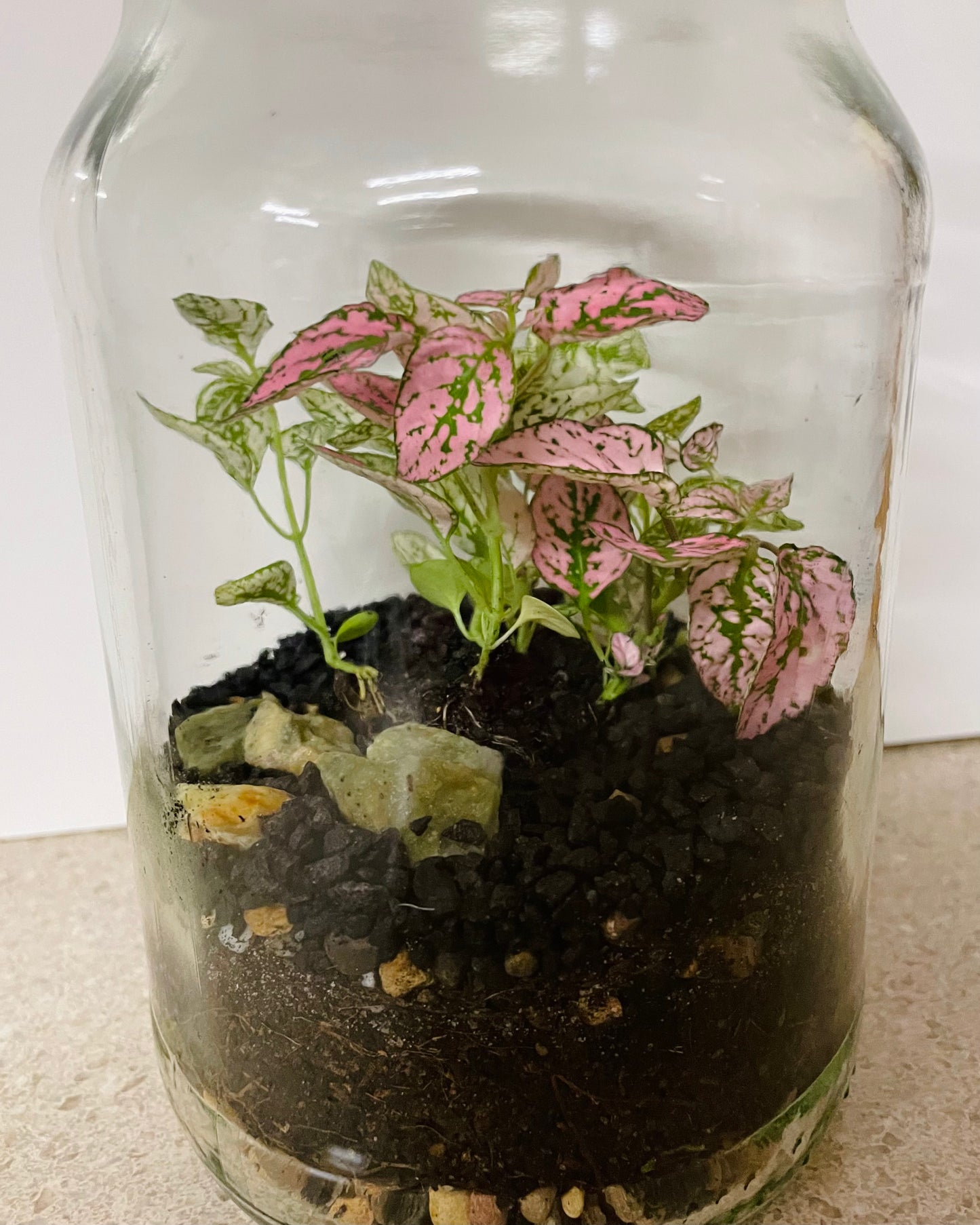 Terrarium with Hypoestes (Polka dot plant)