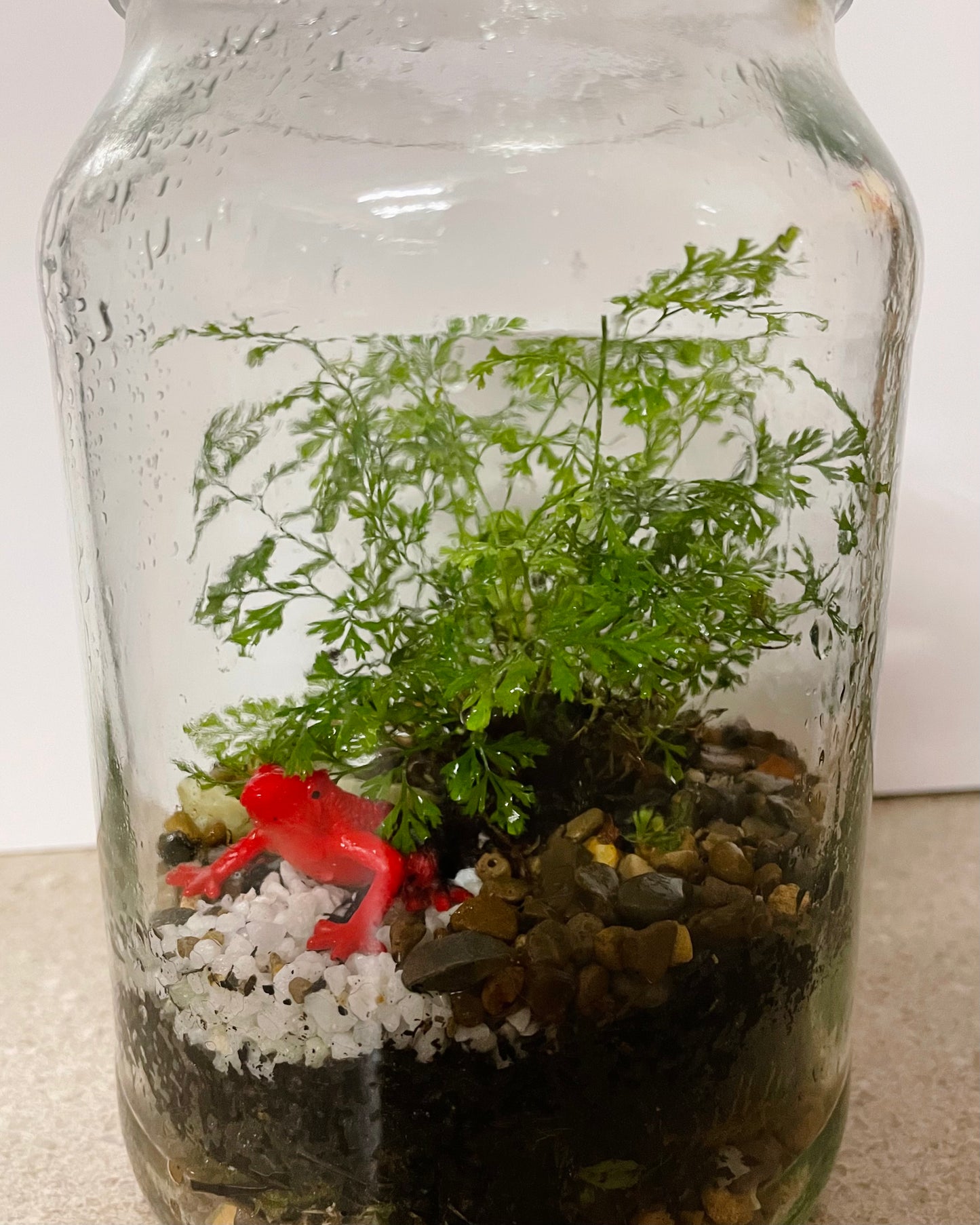 Terrarium with Humata Fern and Red Frog