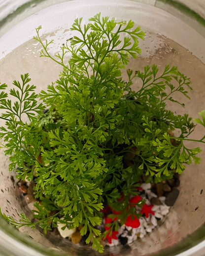 Terrarium with Humata Fern and Red Frog