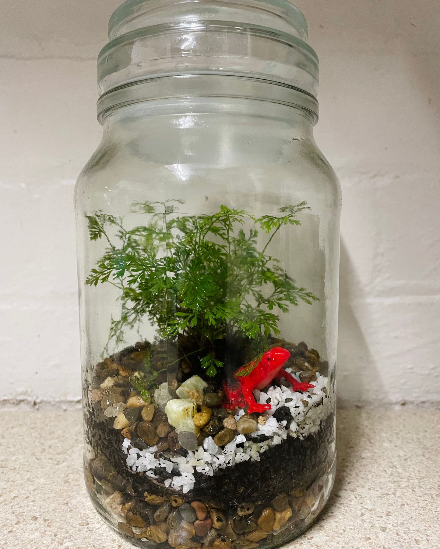 Terrarium with Humata Fern and Red Frog