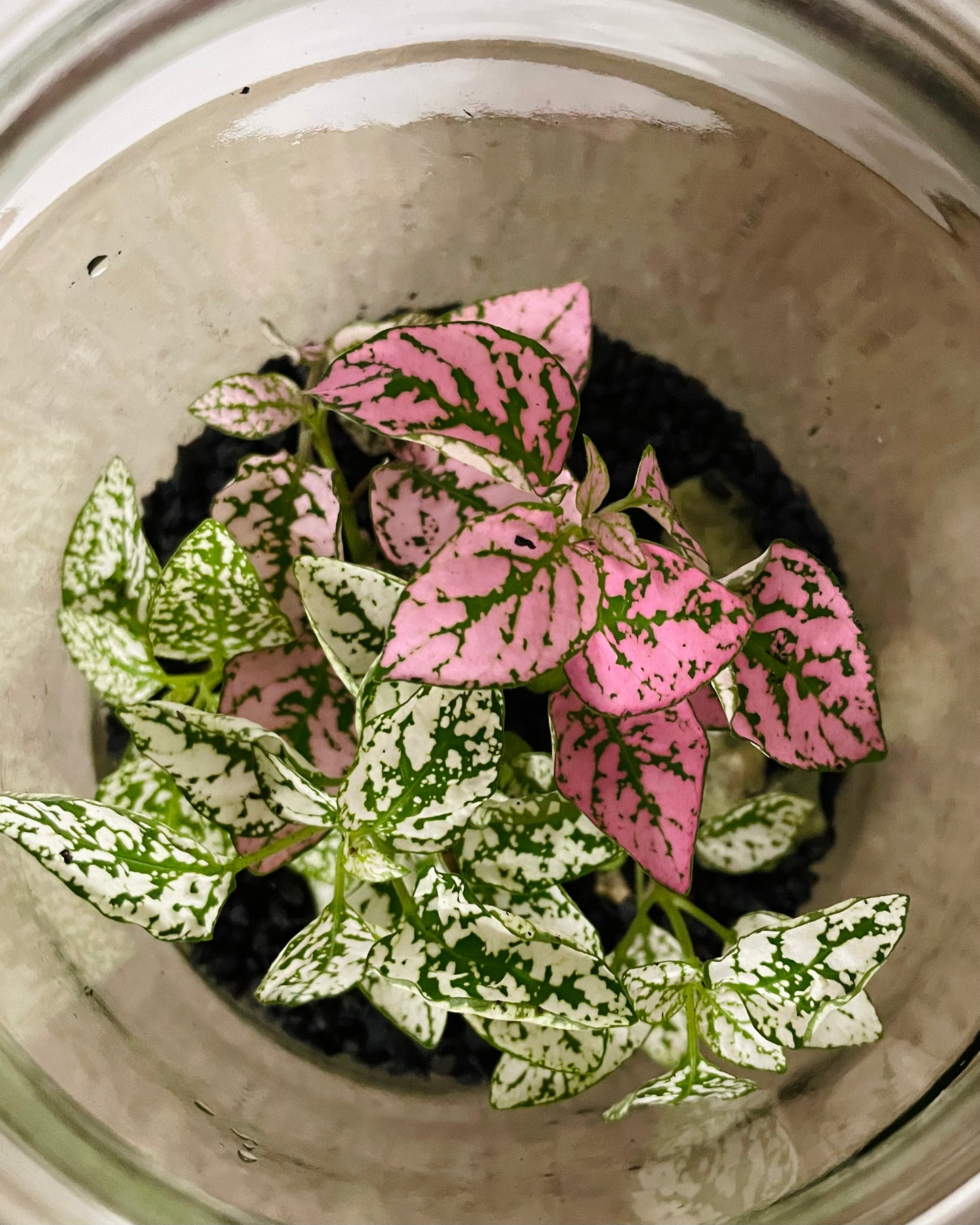 Terrarium with Hypoestes (Polka dot plant)