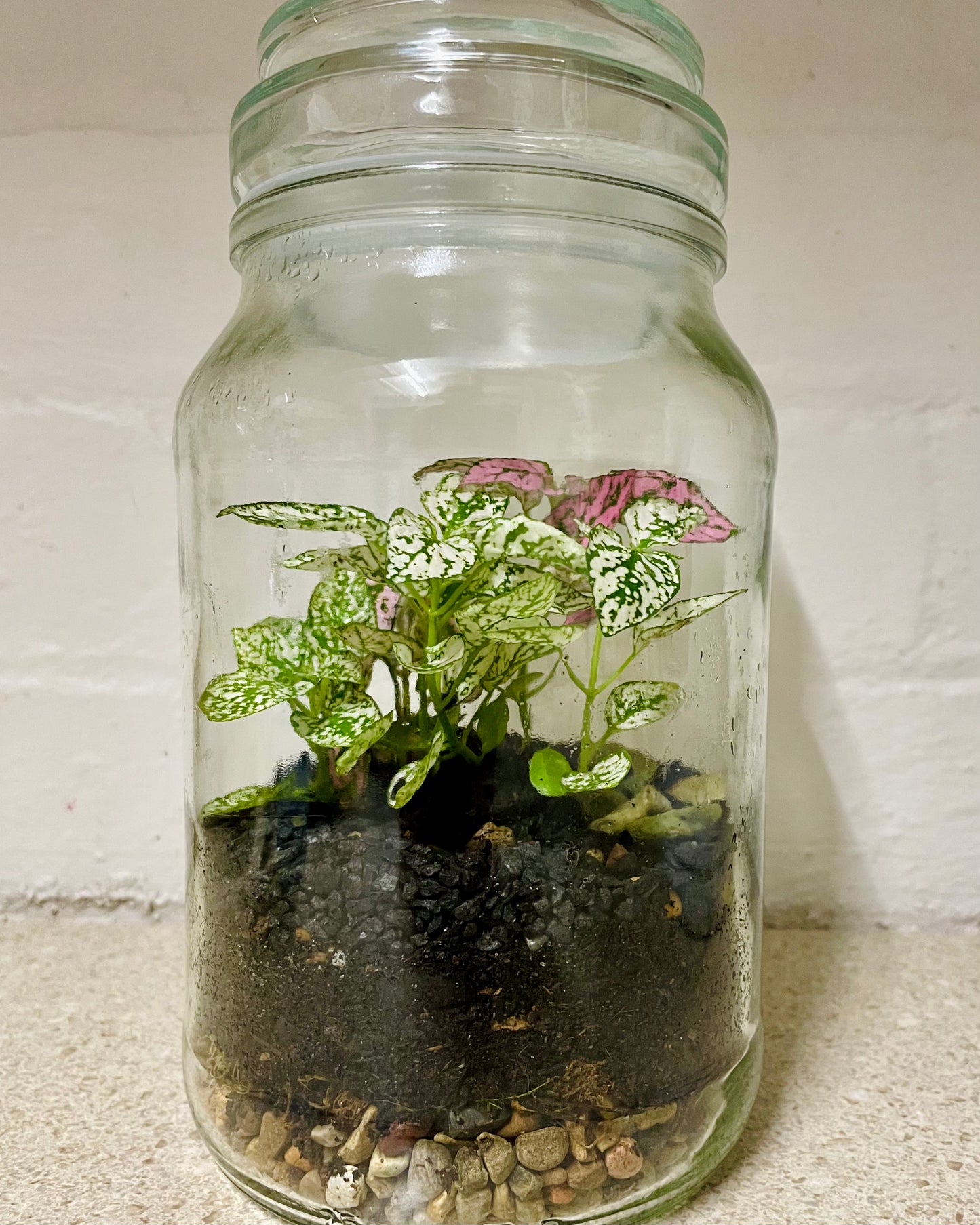 Terrarium with Hypoestes (Polka dot plant)