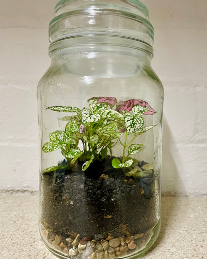 Terrarium with Hypoestes (Polka dot plant)