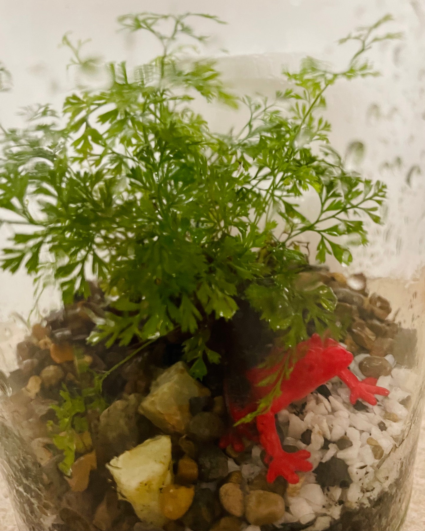 Terrarium with Humata Fern and Red Frog