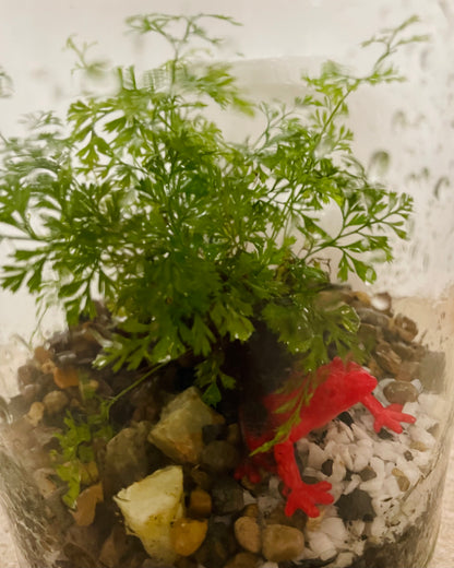 Terrarium with Humata Fern and Red Frog