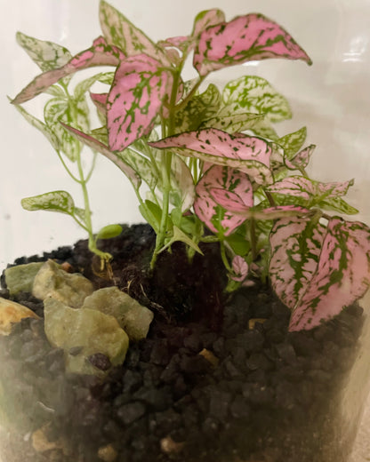 Terrarium with Hypoestes (Polka dot plant)