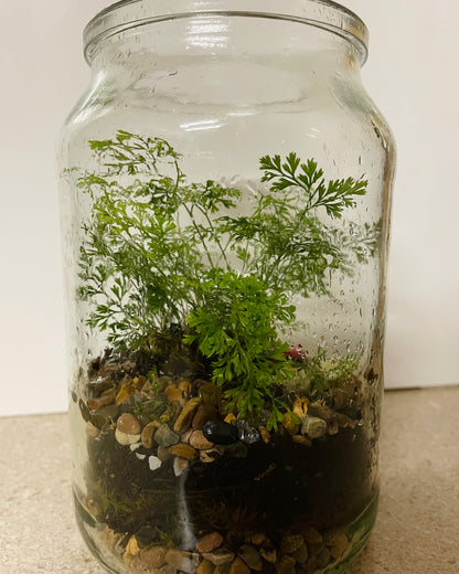 Terrarium with Humata Fern and Red Frog