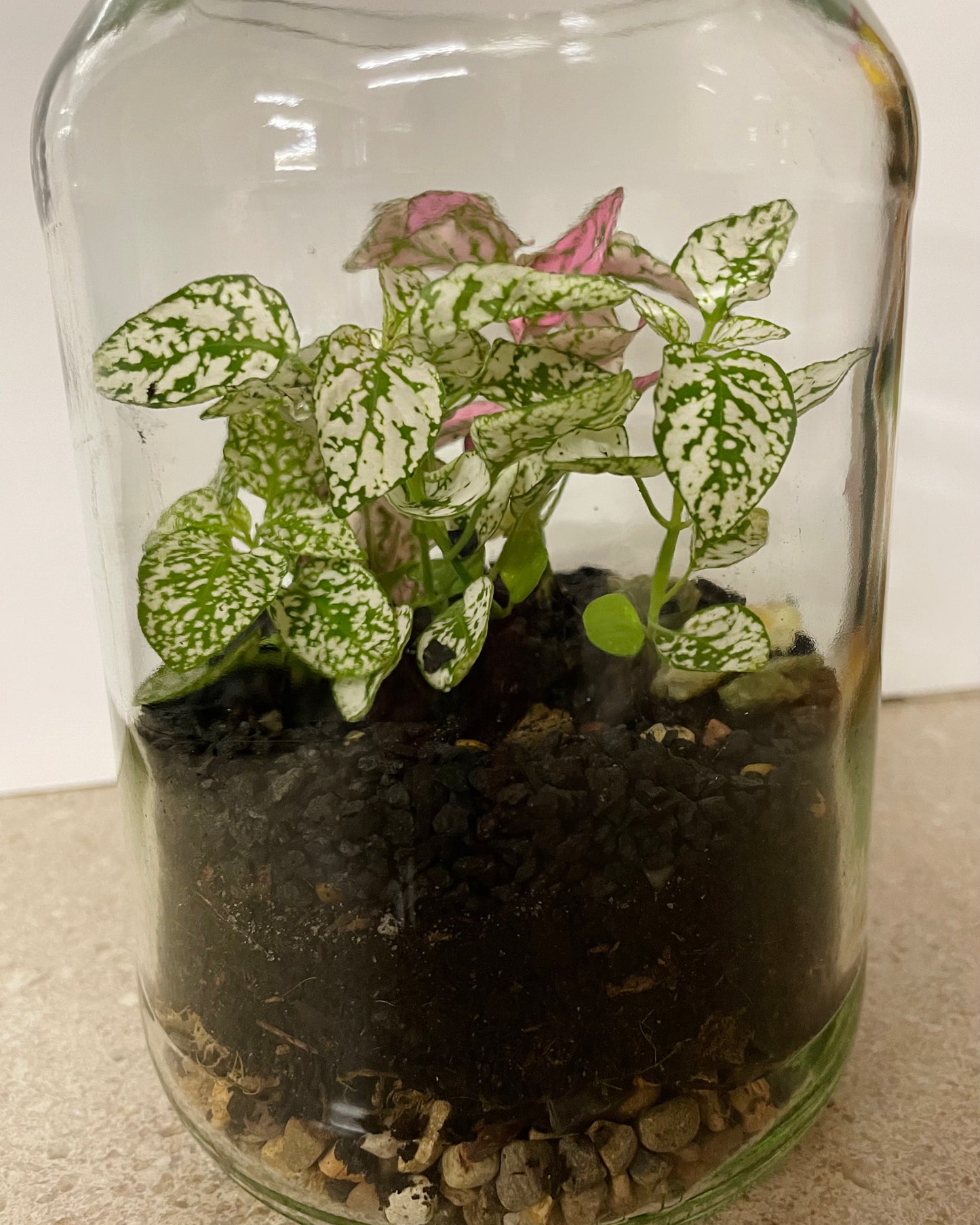 Terrarium with Hypoestes (Polka dot plant)