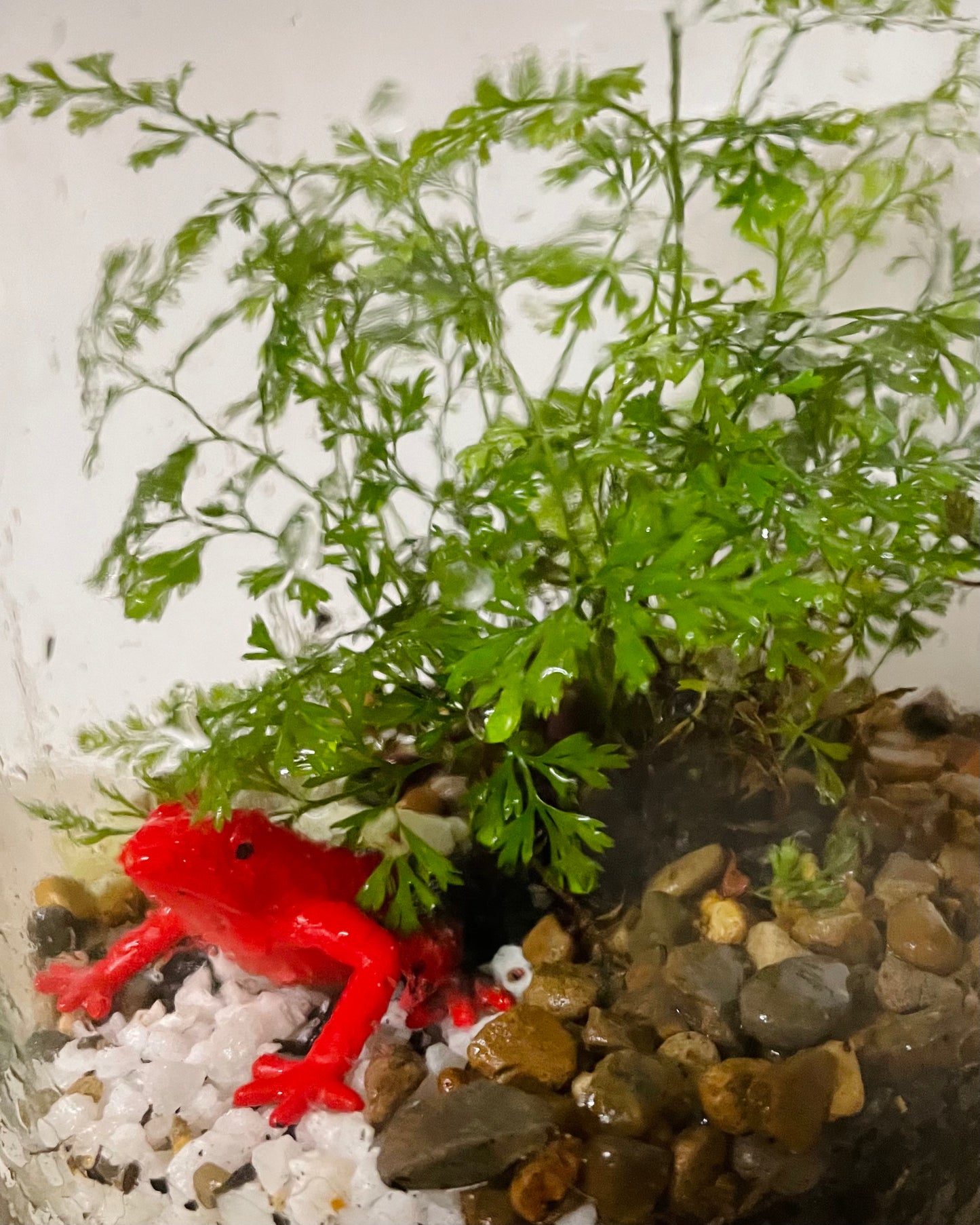 Terrarium with Humata Fern and Red Frog