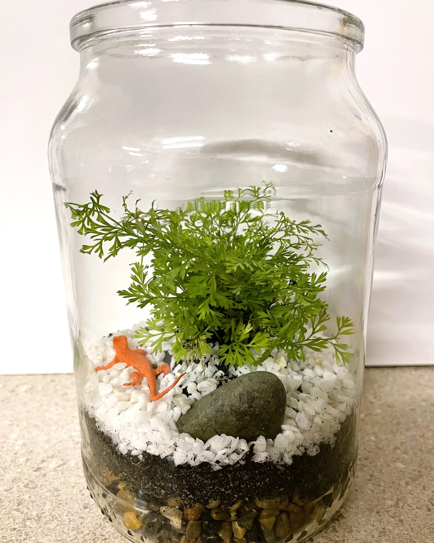 Terrarium with Humata fern, Moss and Lizard