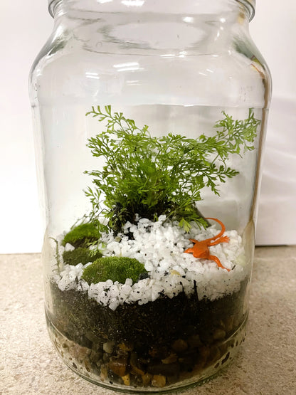 Terrarium with Humata fern, Moss and Lizard