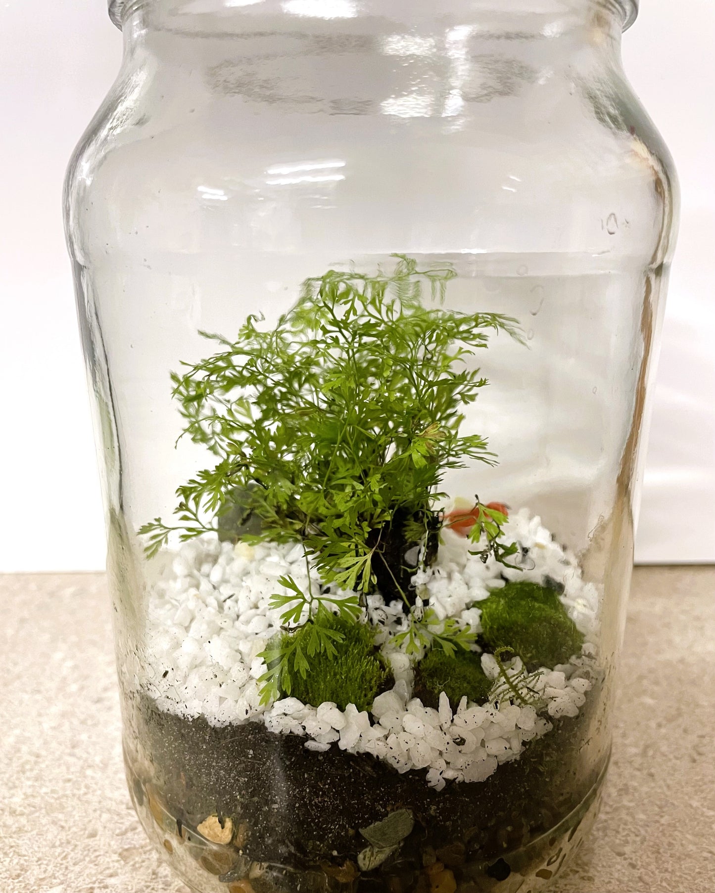 Terrarium with Humata fern, Moss and Lizard