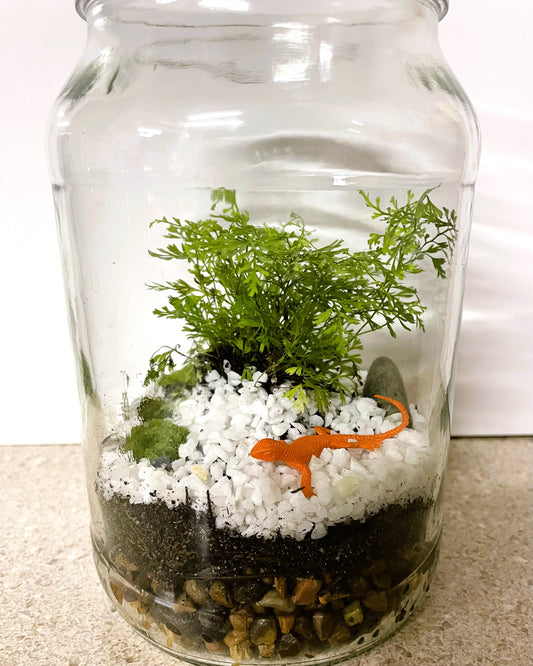 Terrarium with Humata fern, Moss and Lizard