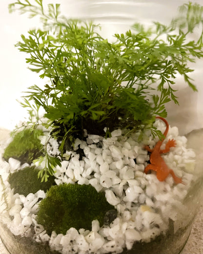 Terrarium with Humata fern, Moss and Lizard