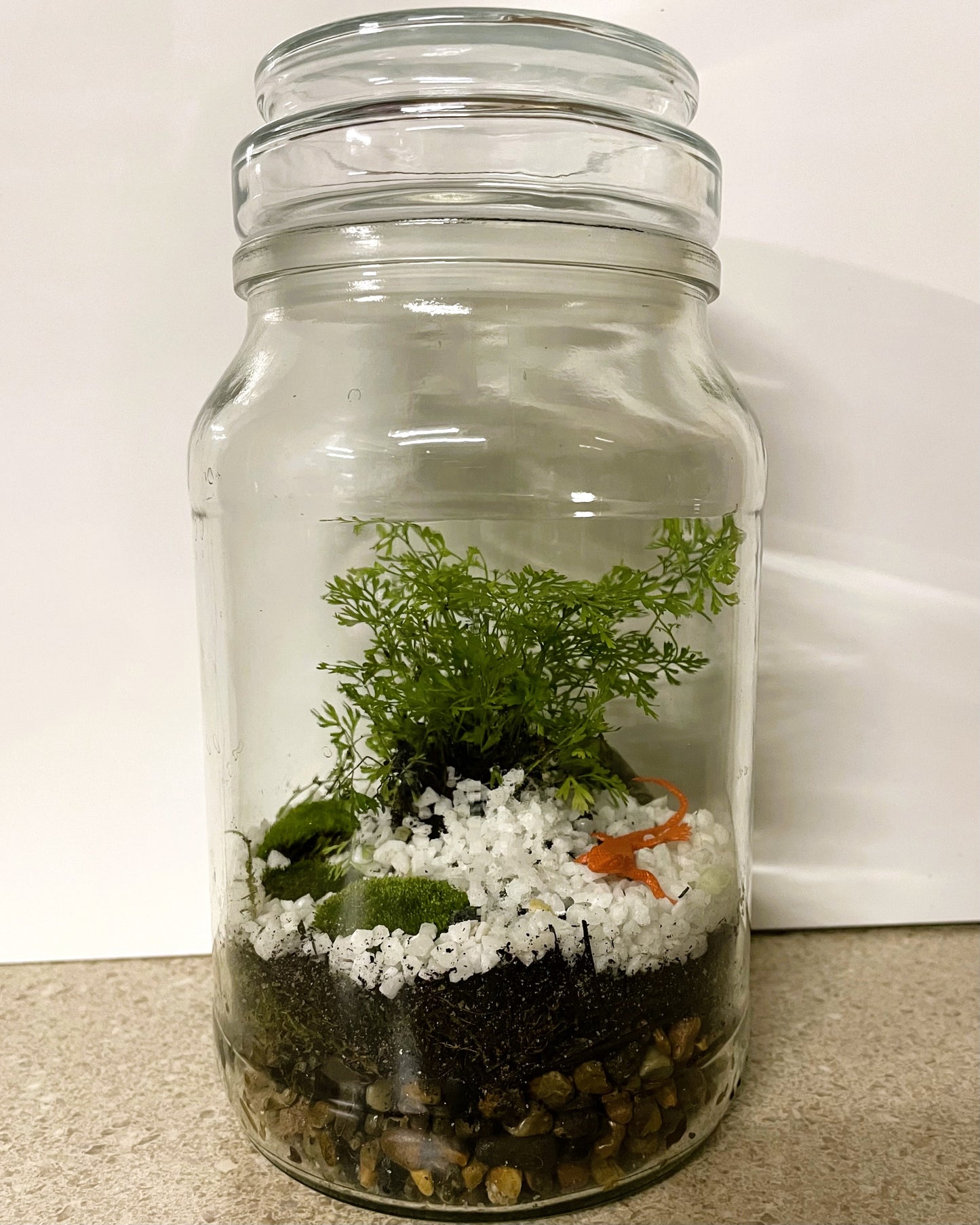 Terrarium with Humata fern, Moss and Lizard