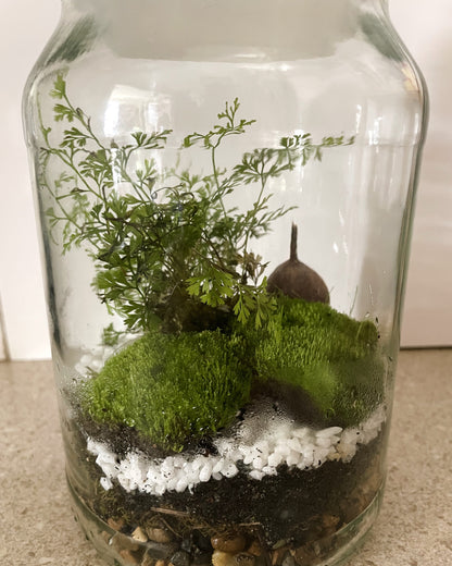 Terrarium with Humata fern, Moss and Gumnuts