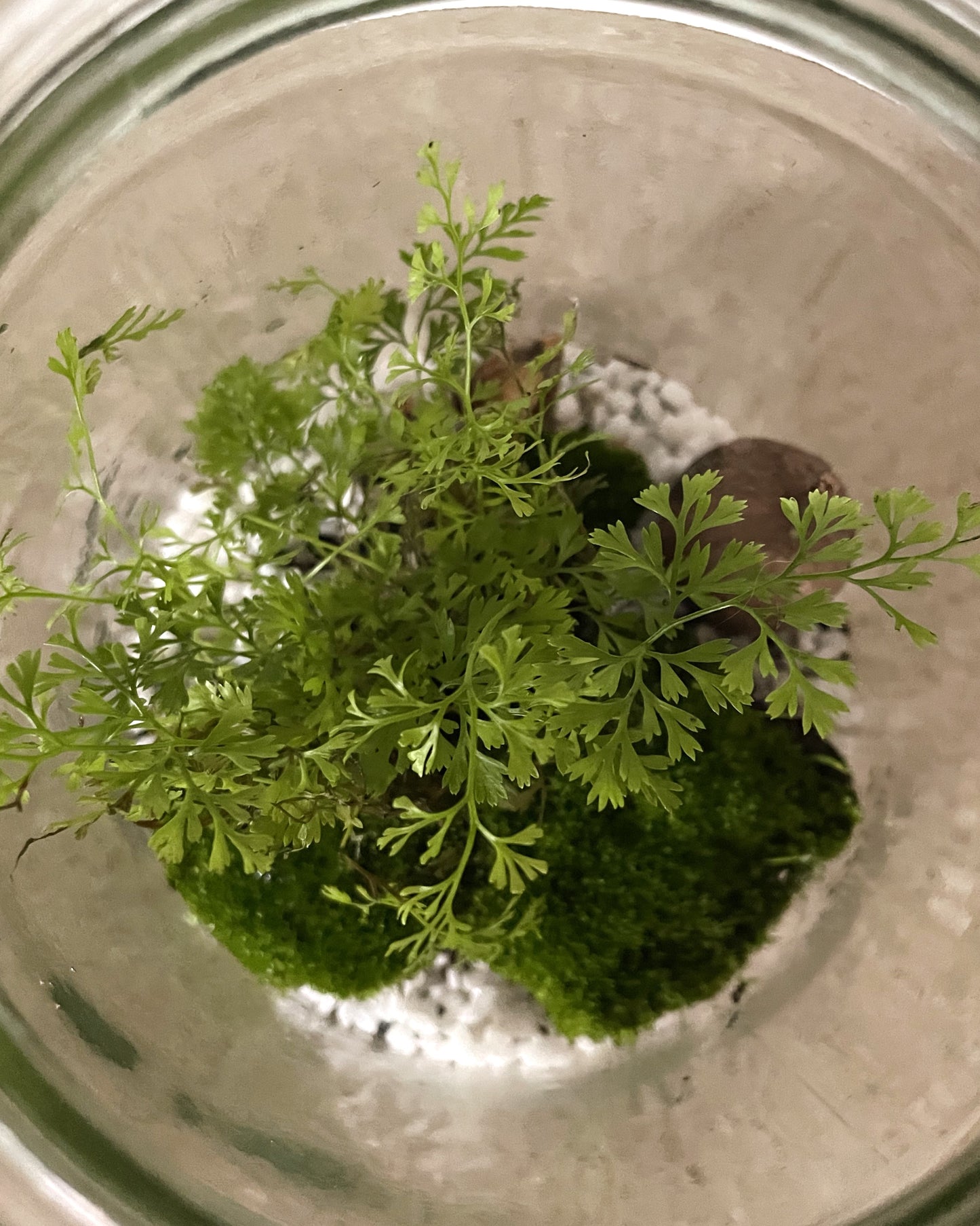 Terrarium with Humata fern, Moss and Gumnuts