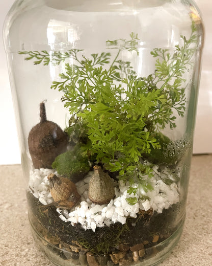 Terrarium with Humata fern, Moss and Gumnuts