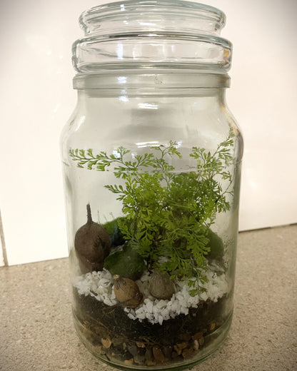 Terrarium with Humata fern, Moss and Gumnuts