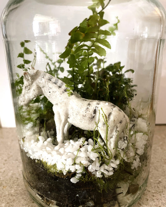 Terrarium with Ferns, Fittonia and Zebra