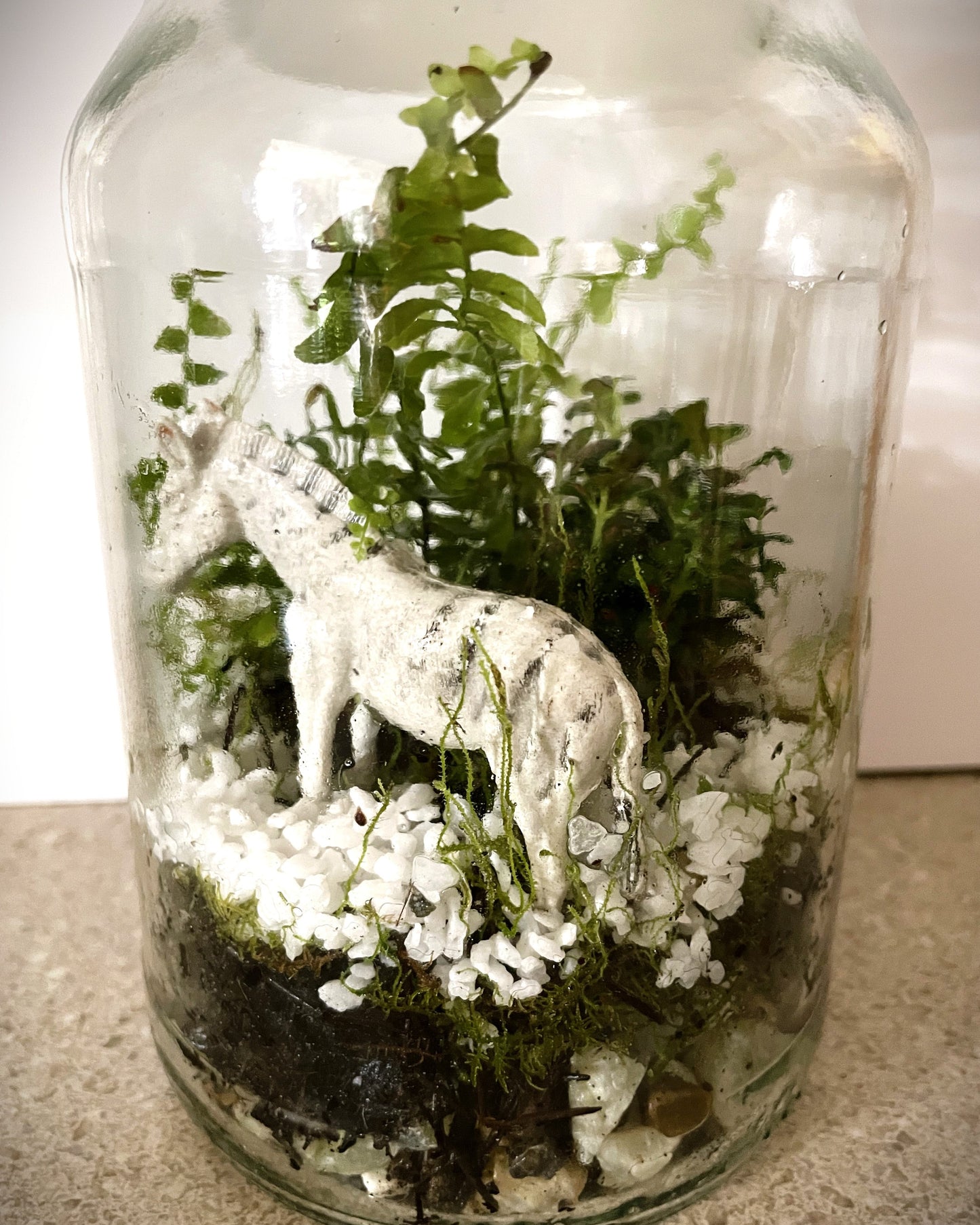 Terrarium with Ferns, Fittonia and Zebra