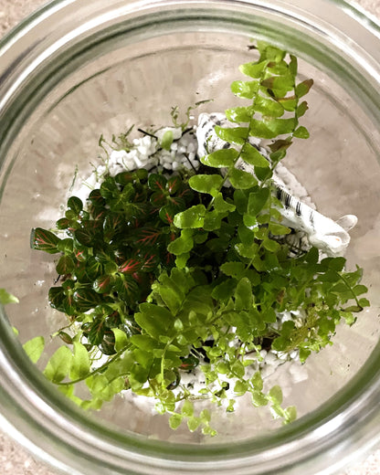 Terrarium with Ferns, Fittonia and Zebra