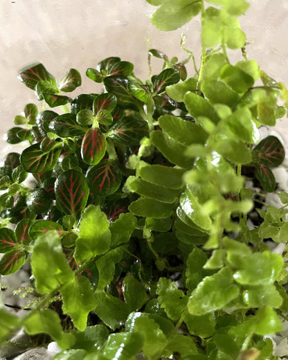 Terrarium with Ferns, Fittonia and Zebra