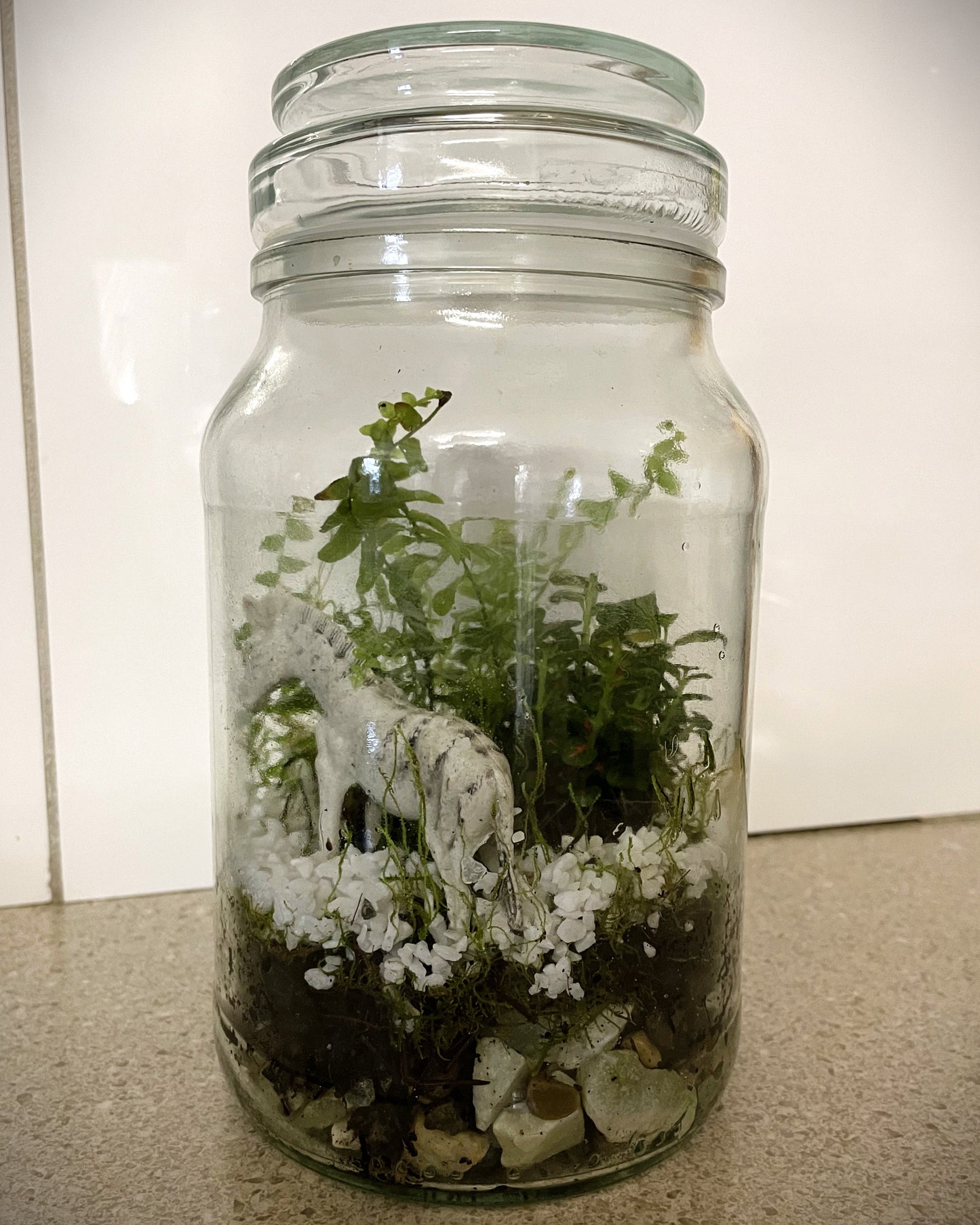 Terrarium with Ferns, Fittonia and Zebra