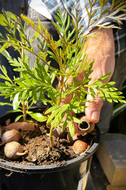 Native Tree In A Pot (Duration 2 hours)