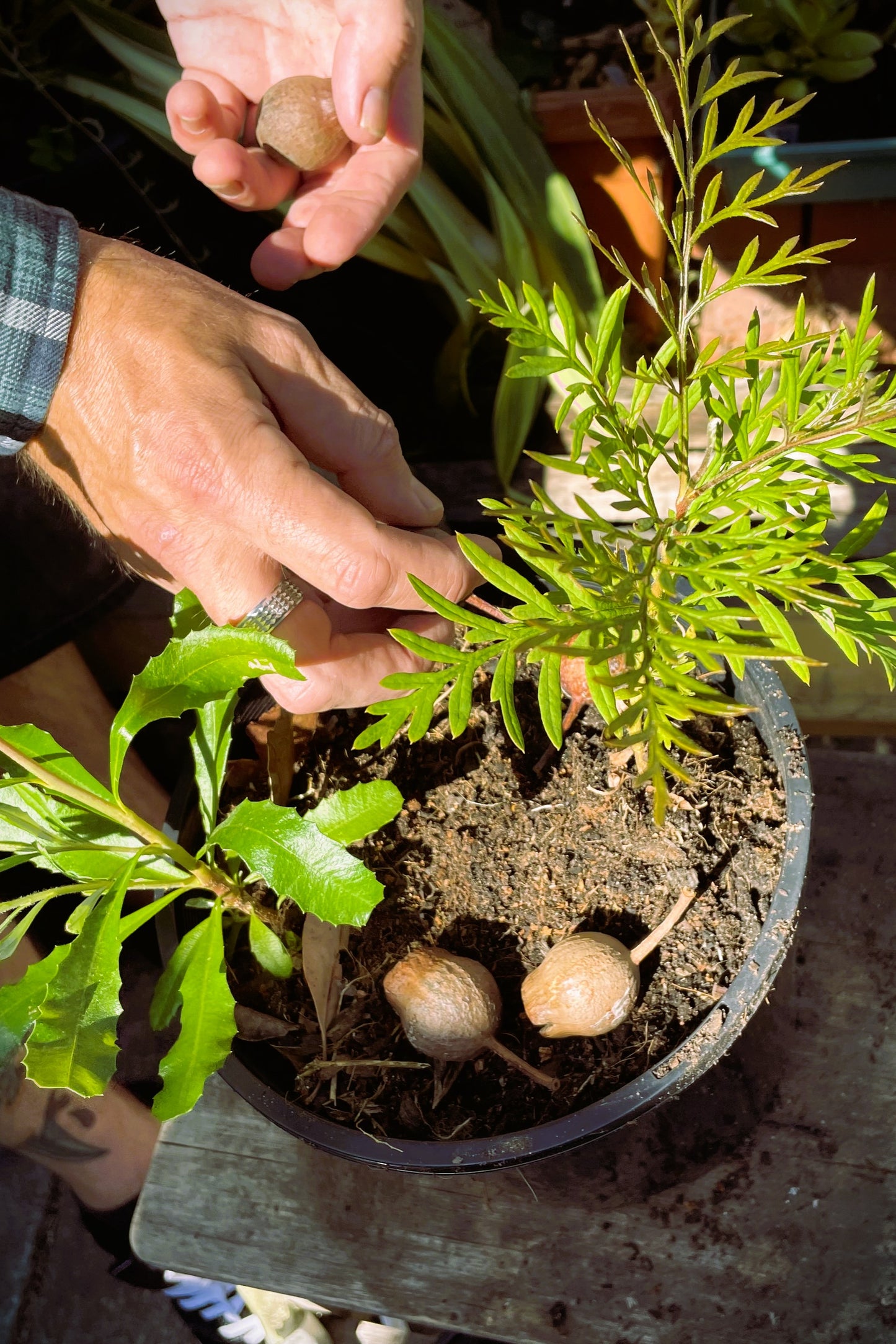 Native Tree In A Pot (Duration 2 hours)