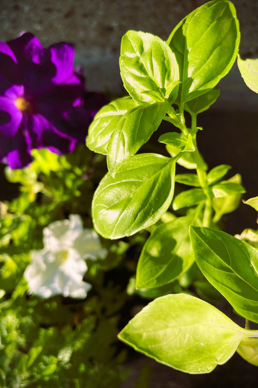 Gardening for Beginners- Planting Flowers & Herbs (Duration 90 Minutes)