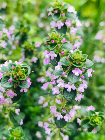 Gardening for Beginners- Planting Flowers & Herbs (Duration 90 Minutes)