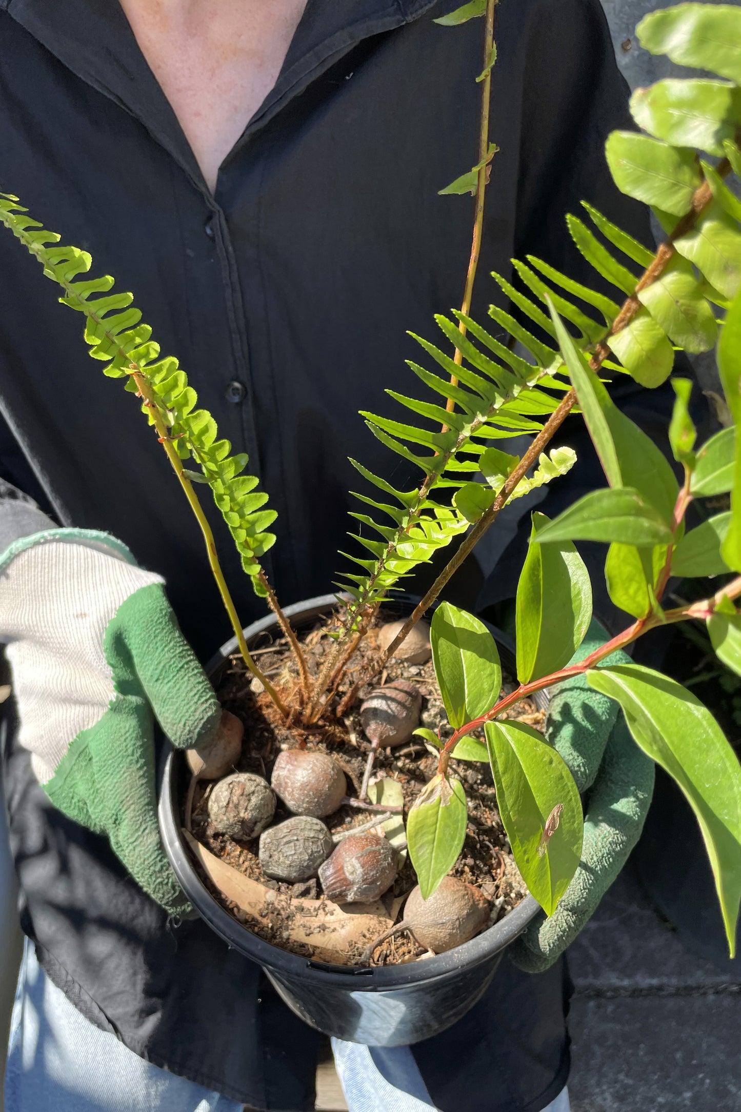 Native Tree In A Pot (Duration 2 hours)