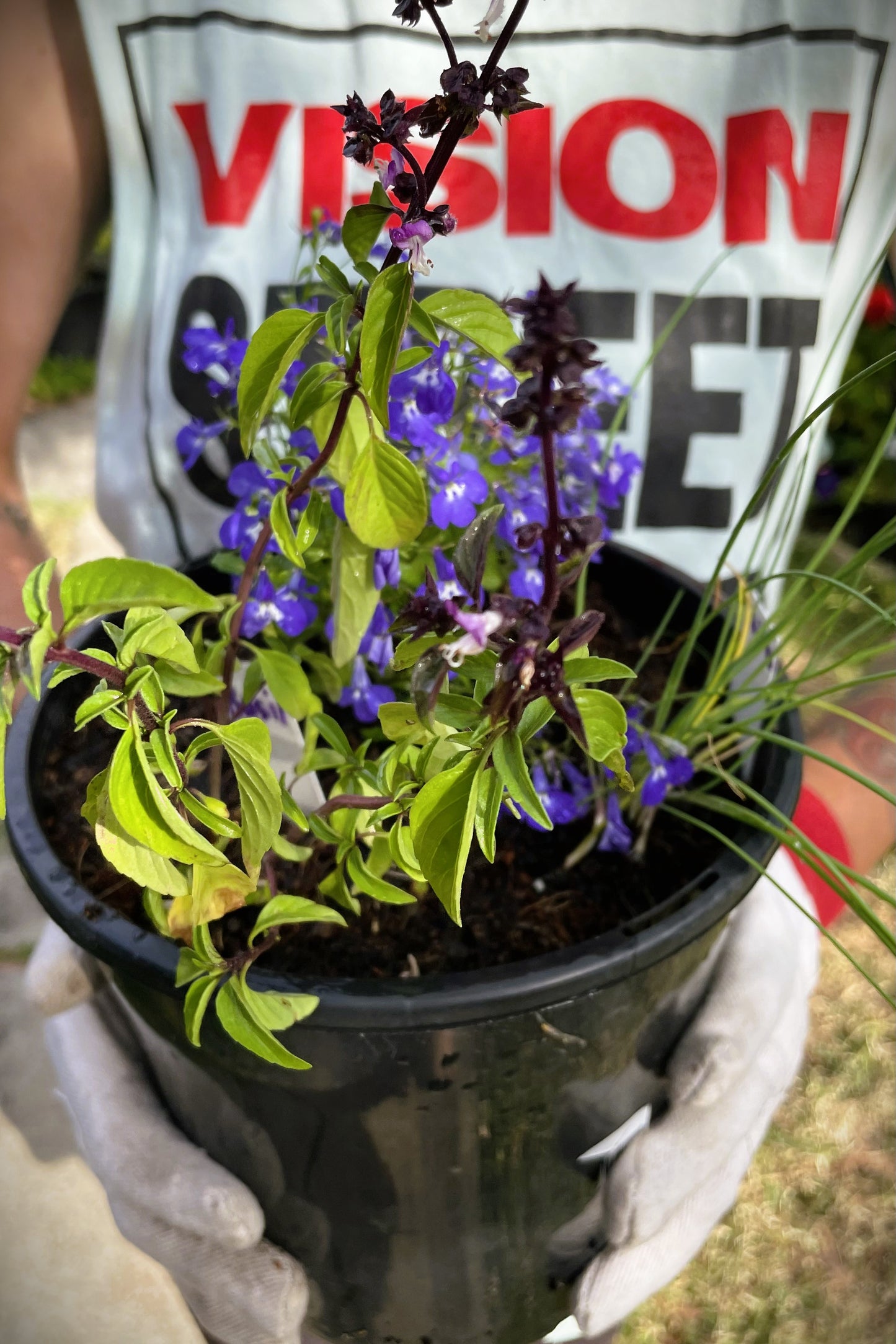 Gardening for Beginners- Planting Flowers & Herbs (Duration 90 Minutes)