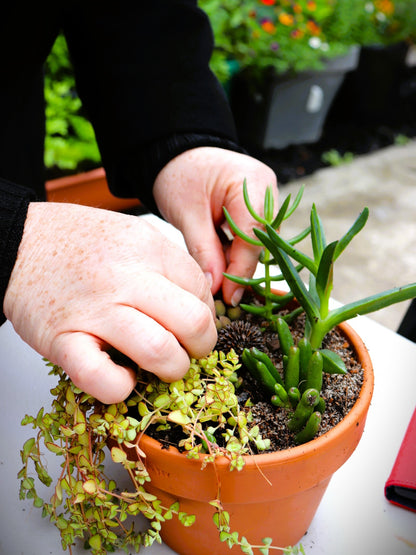 Create A Mini Succulent Landscape (Duration 75 Minutes)