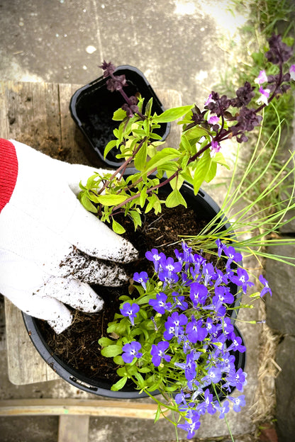 Gardening for Beginners- Planting Flowers & Herbs (Duration 90 Minutes)