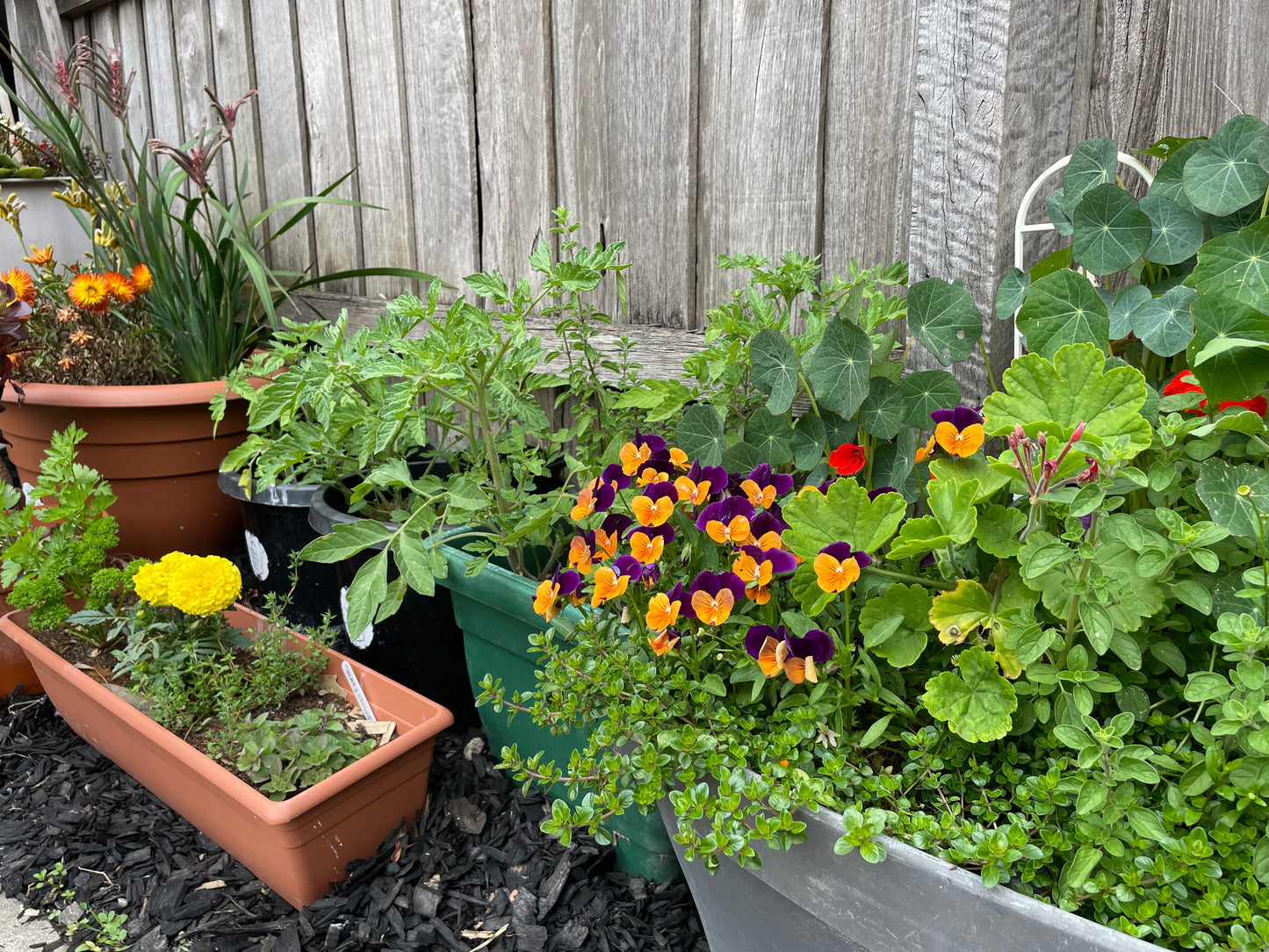 Gardening for Beginners- Planting Flowers & Herbs (Duration 90 Minutes)