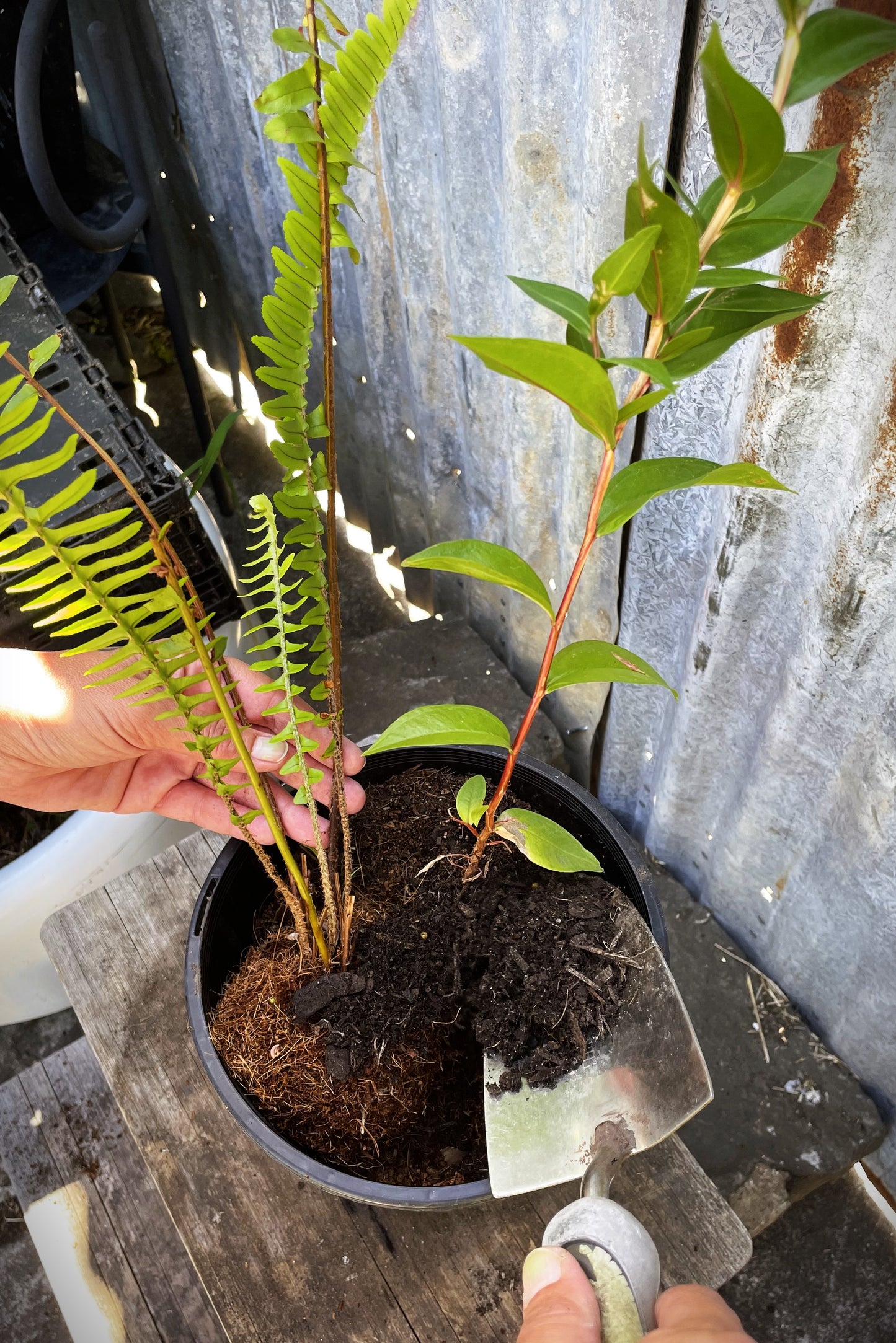 Native Tree In A Pot (Duration 2 hours)